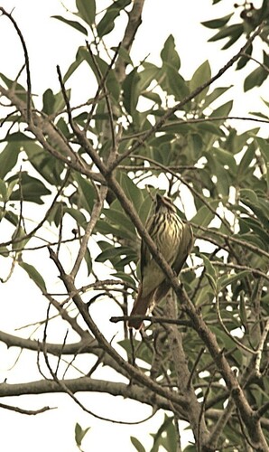 Sulphur-bellied Flycatcher