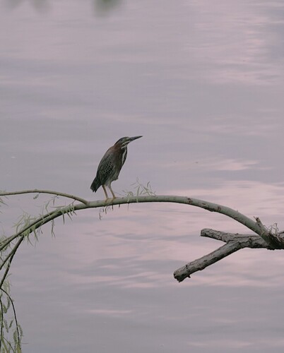 Green Heron