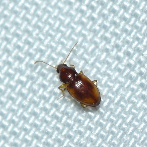 Elaphropus