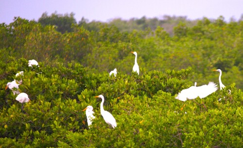 Great Egret