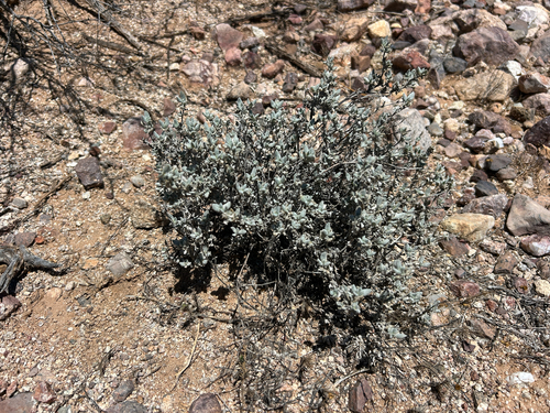 Shrubby Tiquilia