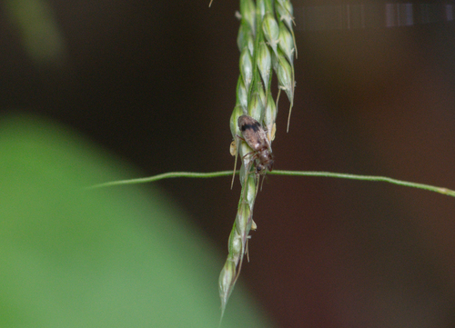 Notoxus calcaratus