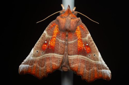 Herald Moth