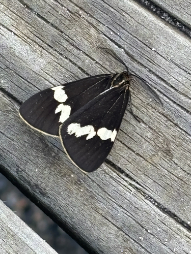 Australian magpie moth