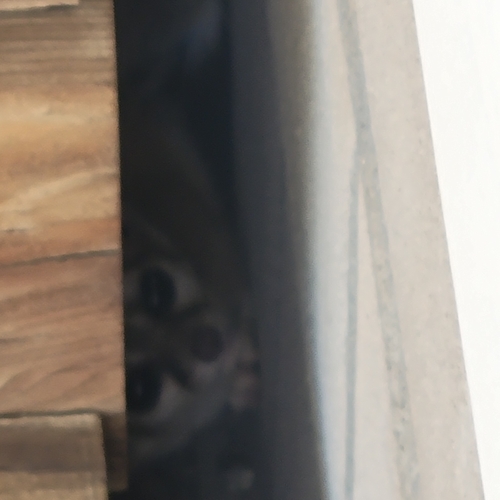 iNaturalist observation photo of Ringtail