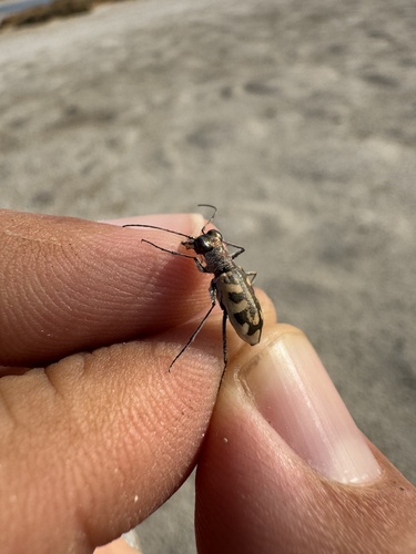 Cephalota circumdata imperialis