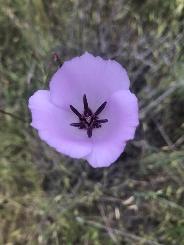 Splendid Mariposa Lily