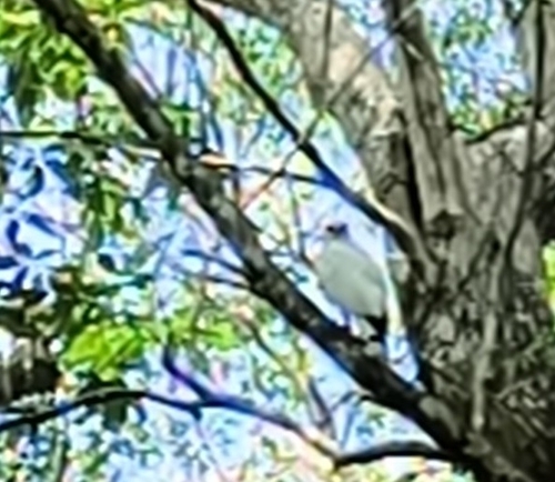 Snowy White Hawk