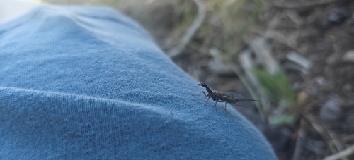 iNaturalist observation photo of Common Snakeflies