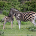 Burchell's Zebra - Photo (c) Dirk Fritsche, all rights reserved