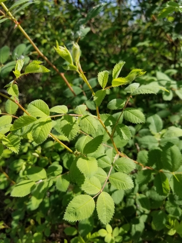 iNaturalist observation photo of California Wild Rose