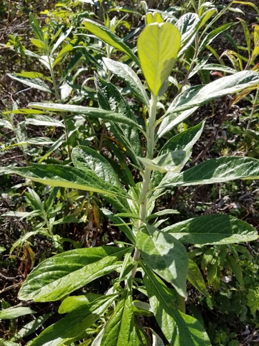 iNaturalist observation photo of California mugwort