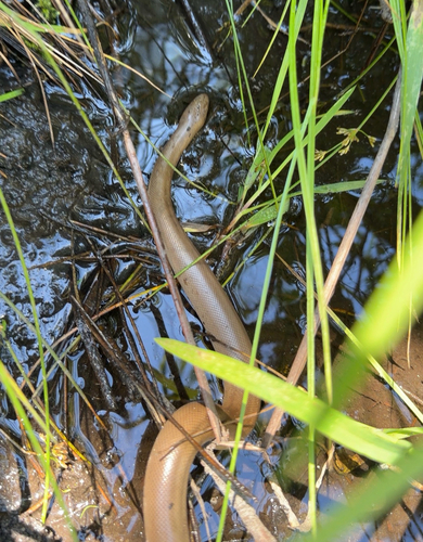 iNaturalist observation photo of Northern Rubber Boa