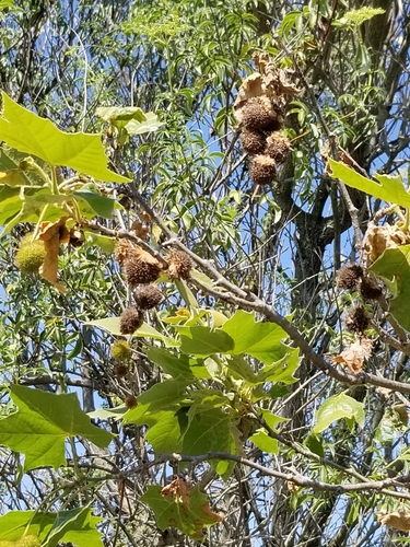 iNaturalist observation photo of western sycamore