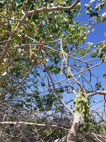 iNaturalist observation photo of Frémont Cottonwood