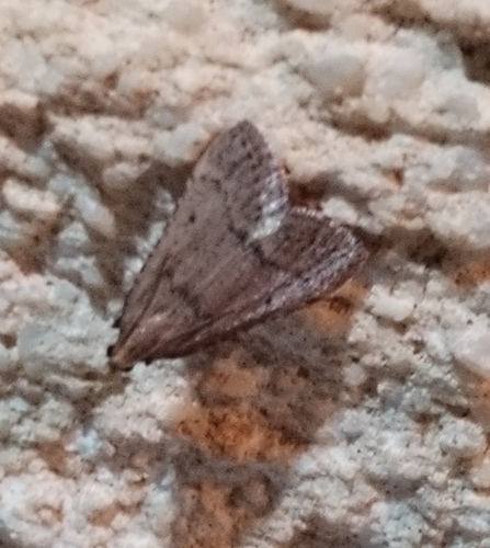 Bostra obsoletalis