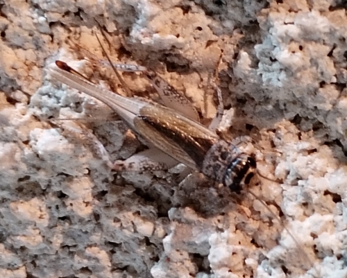 Verge Cricket