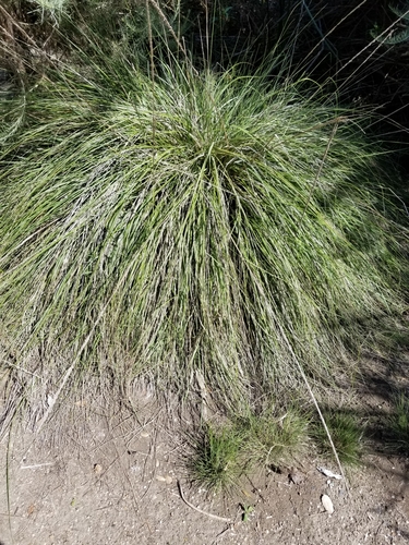 iNaturalist observation photo of deergrass