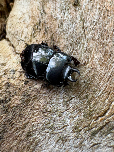 Hololepta aequalis