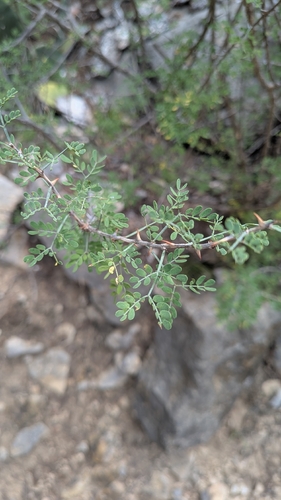 pink mimosa