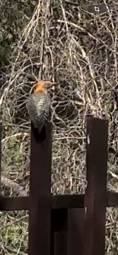 Golden-fronted Woodpecker