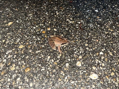 Agile Frog