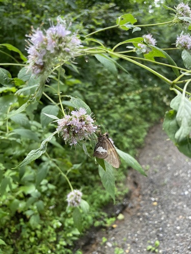Silver-spotted Skipper