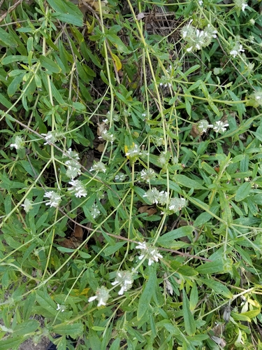 iNaturalist observation photo of black sage