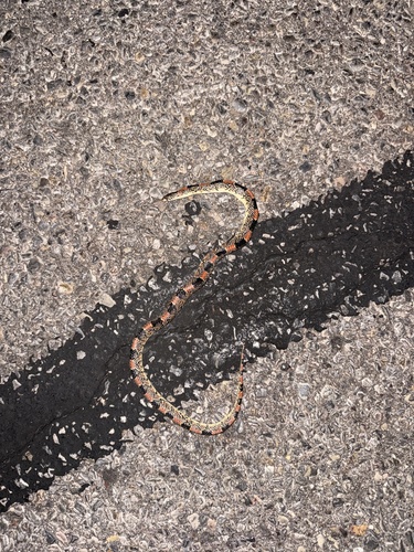 Long-nosed Snake