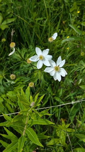 Anemonastrum fasciculatum
