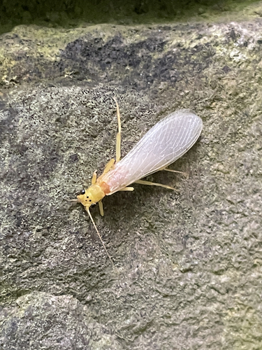 Yellow Stone