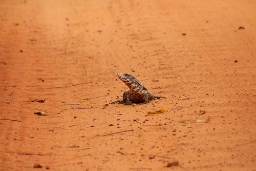Argentine Black-and-white Tegu