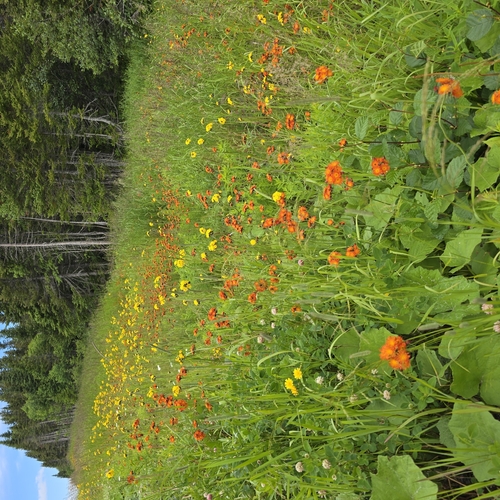 orange hawkweed