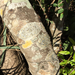 Pyrenula nitidula - Photo (c) monicahiggins, all rights reserved, uploaded by monicahiggins
