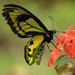 Tithonus Birdwing - Photo (c) Chien Lee, all rights reserved, uploaded by Chien Lee