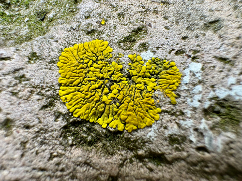 Mexican Yolk Lichen