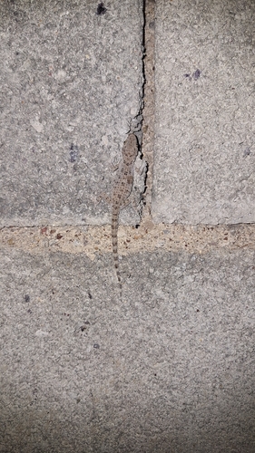 Keeled Rock Gecko
