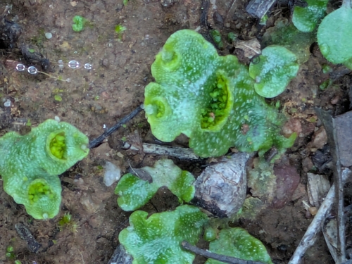 Crescent-cup liverwort