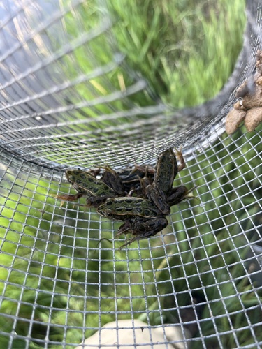 Northern Leopard Frog