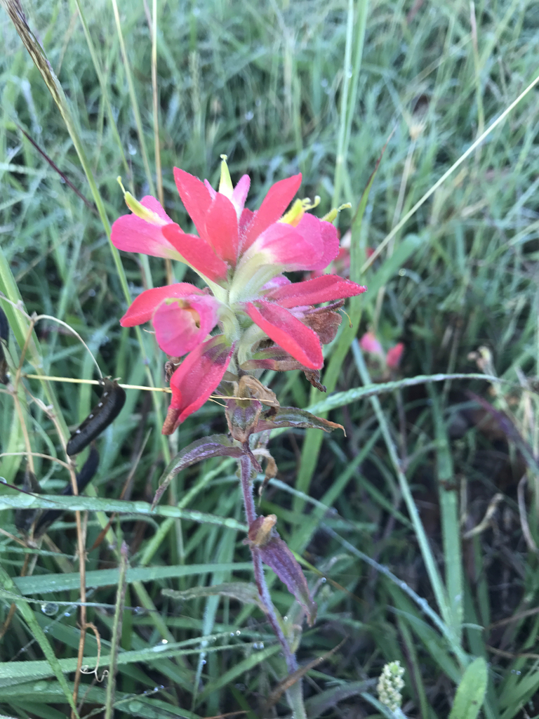 Texas Paintbrush from North Loop W, Houston, TX, US on April 14, 2017 ...
