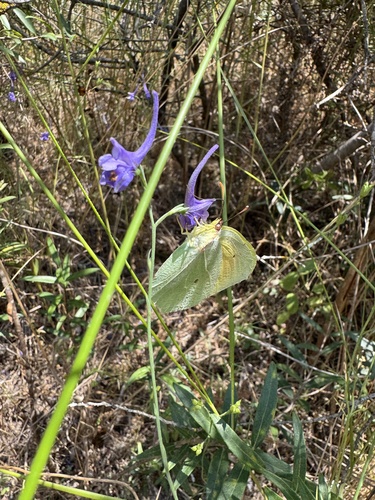 Cleopatra Butterfly