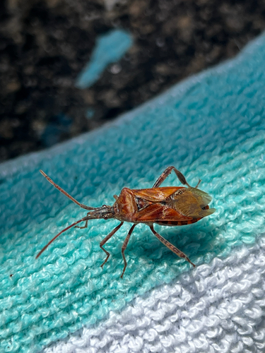iNaturalist observation photo of Western Conifer Seed Bug