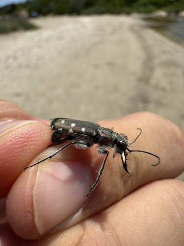 Littoral Tiger Beetle