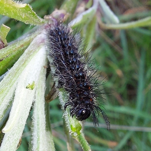 Australian magpie moth