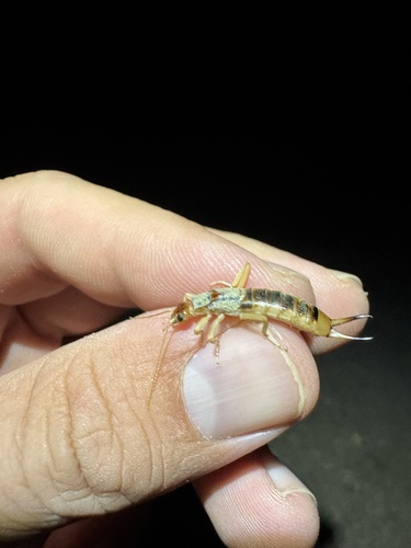 Shore Earwig