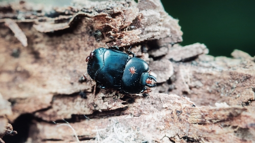 Hololepta aequalis