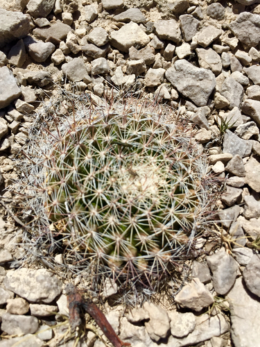 little nipple cactus