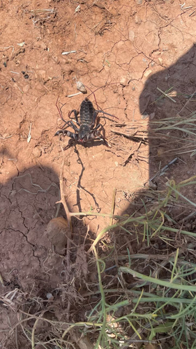 Giant Vinegaroon