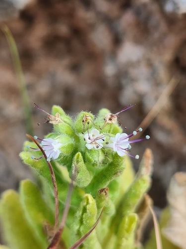 Phacelia integrifolia