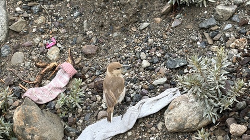 Ground Tit